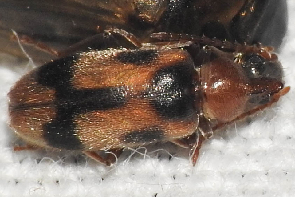 Notoxus appendicinus - déli nyakszarvúbogár