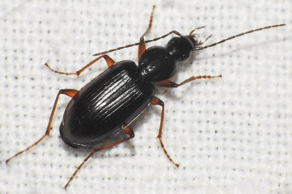 Agonum thoreyi - hosszúnyakú kisfutó Agonum thoreyi - hosszúnyakú kisfutó
