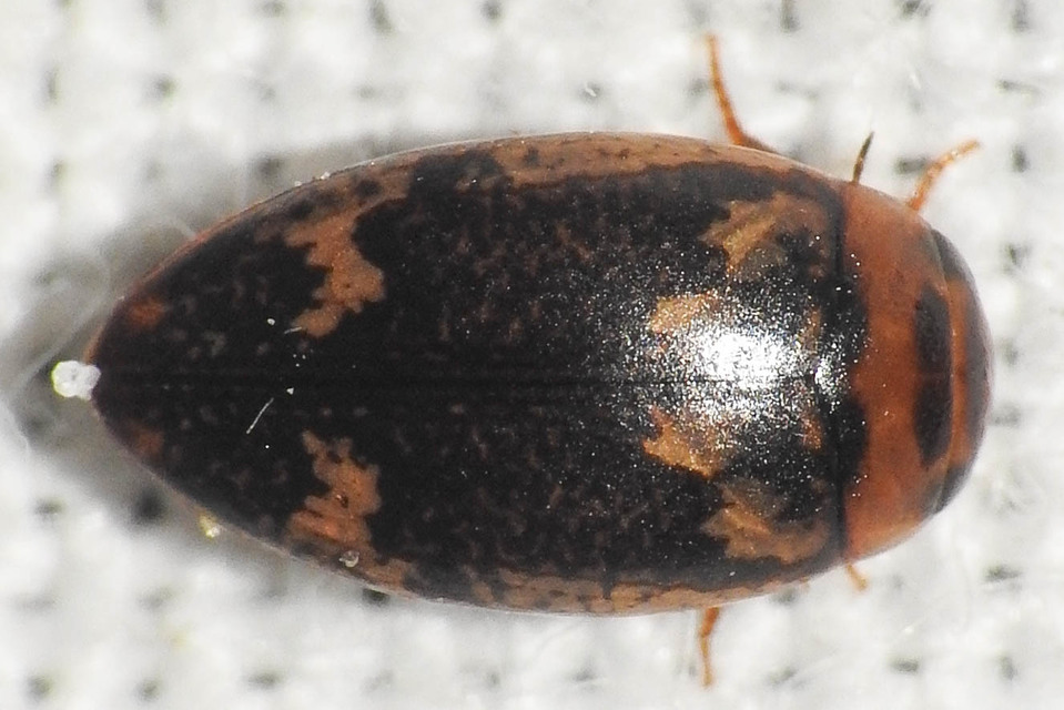 Laccophilus poecilus - tarka bukóbogár