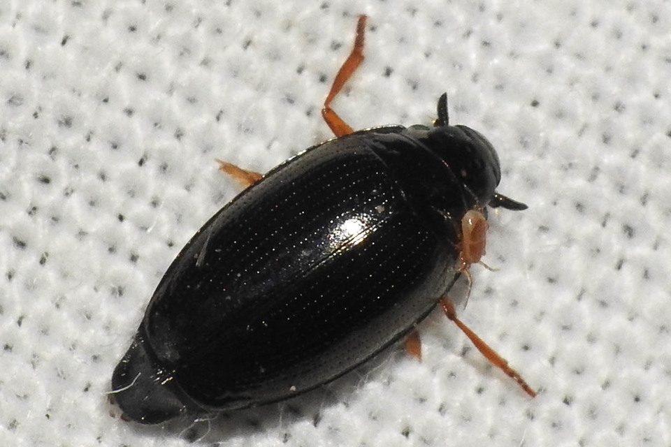 Gyrinus