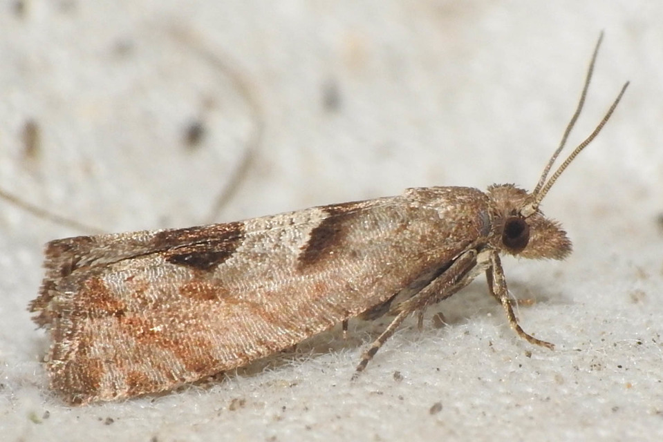 Epiblema junctana - turjáni tükrösmoly