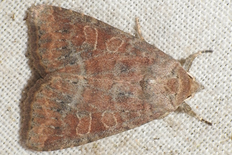 Parastichtis suspecta - sötét erdeibagoly