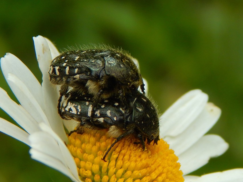 Oxythyrea funesta - sokpettyes virágbogár