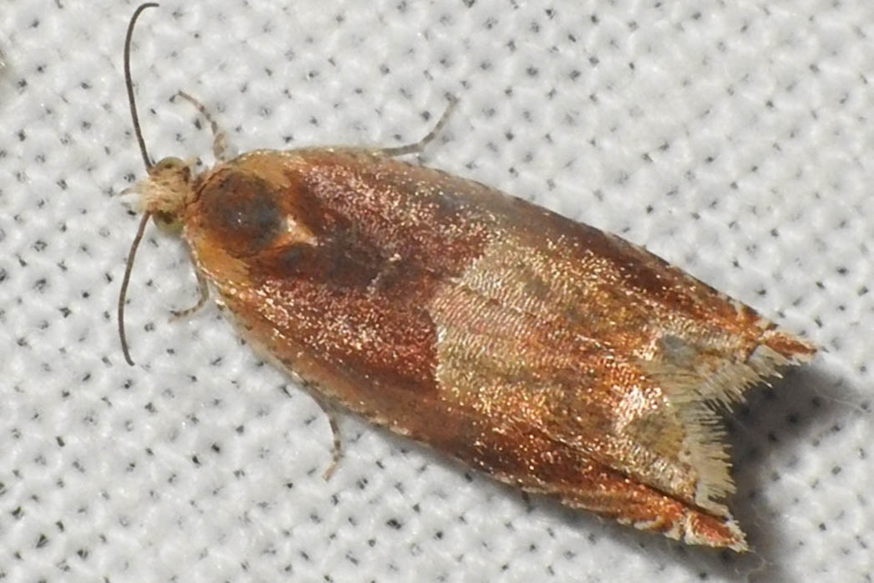 Ancylis mitterbacheriana - tölgysodró horgasmoly