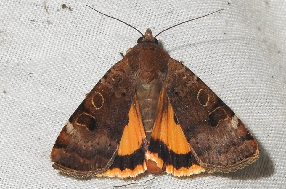Noctua interposita - köztes sárgafűbagoly