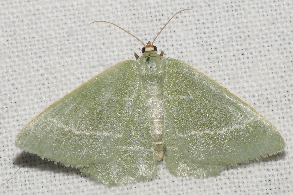 Chlorissa viridata - üdezöld araszoló