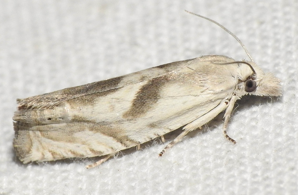 Eucosma metzneriana - ürömgyökér-tükrösmoly