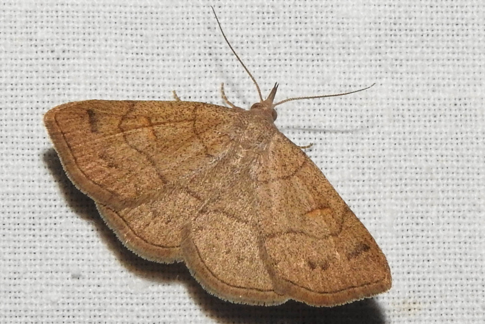 Paracolax tristalis - sárgás karcsúbagoly