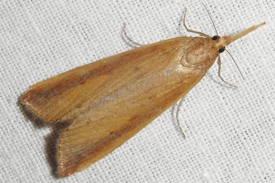 Schoenobius gigantella - óriás nádfúrómoly