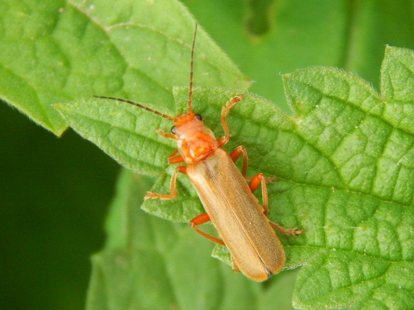 Cantharis rufa - rőt lágybogár