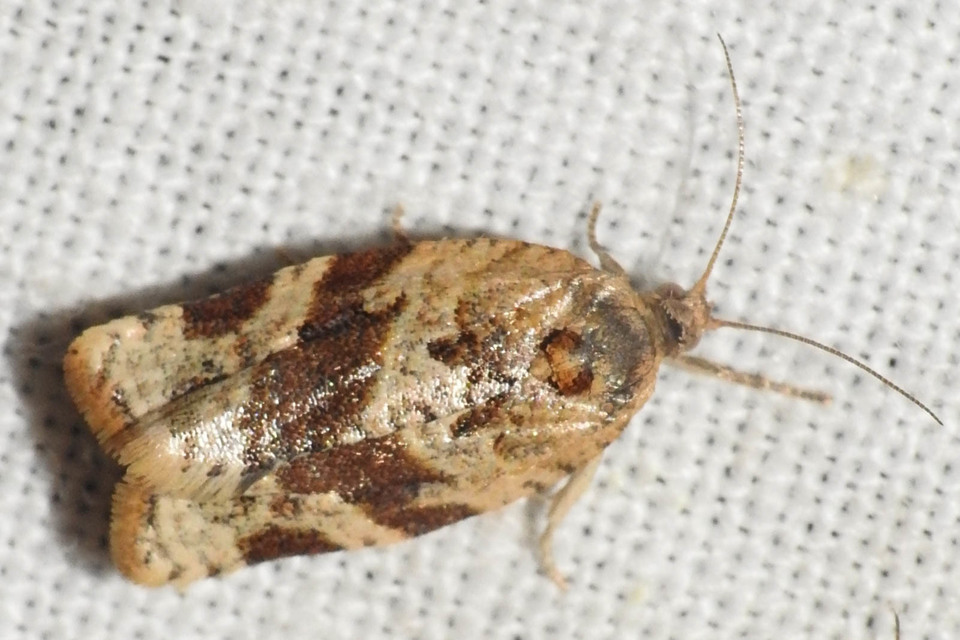 Argyrotaenia ljungiana - ékes sodrómoly