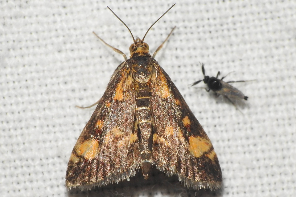 Pyrausta aurata - aranyló bíbormoly