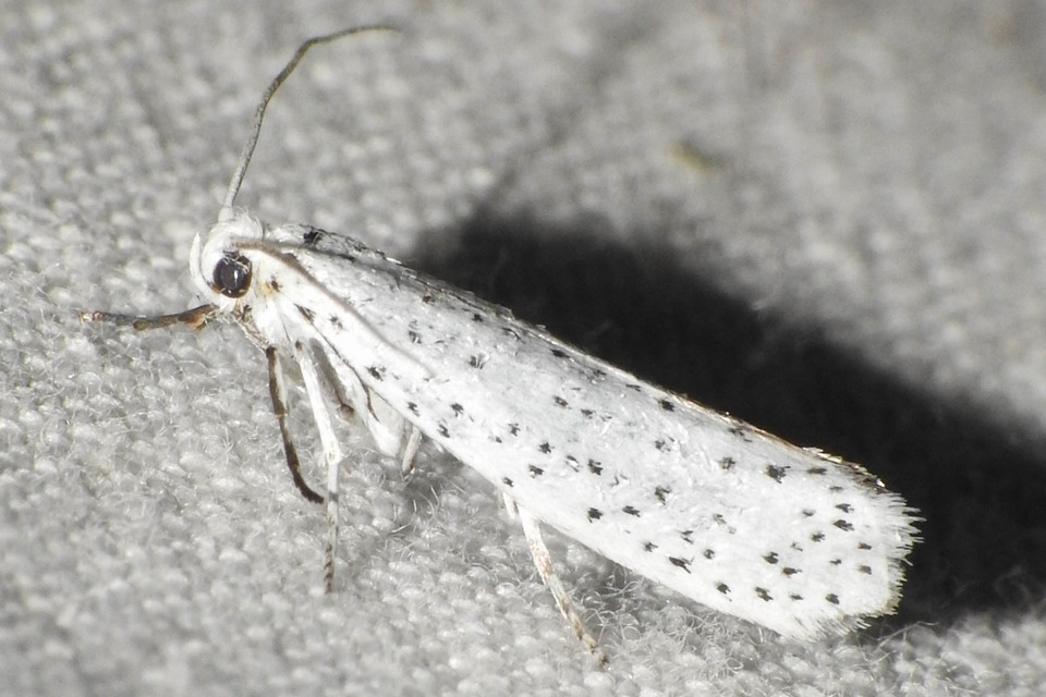 Yponomeuta evonymella - pókhálós májusfamoly