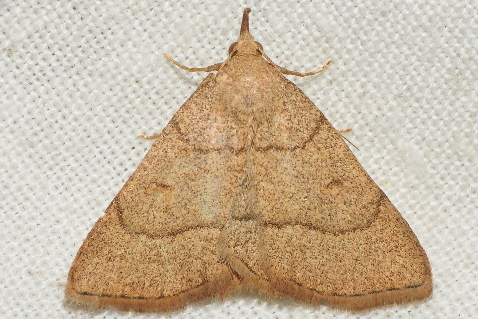 Paracolax tristalis - sárgás karcsúbagoly