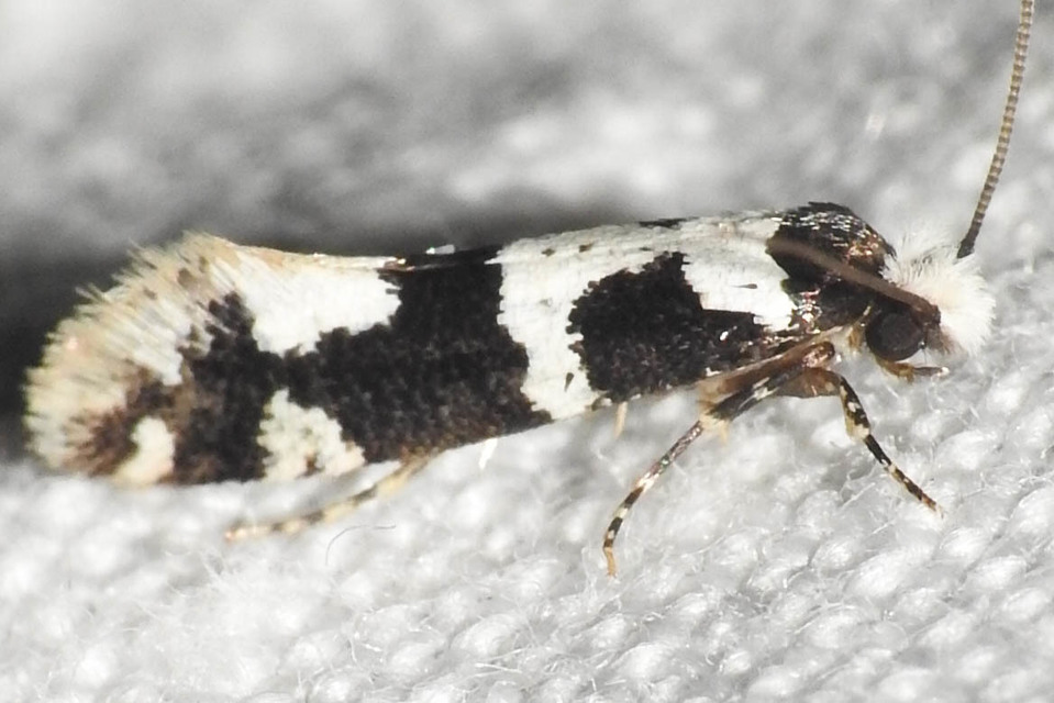 Neurothaumasia ankerella - magyarmoly