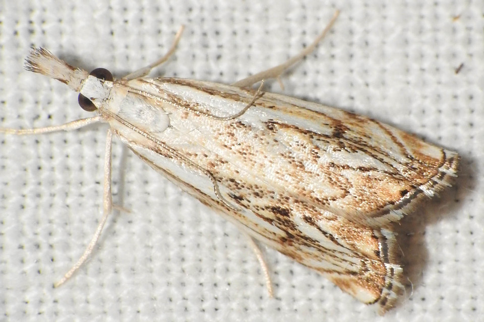 Catoptria falsella - hálós fűgyökérmoly