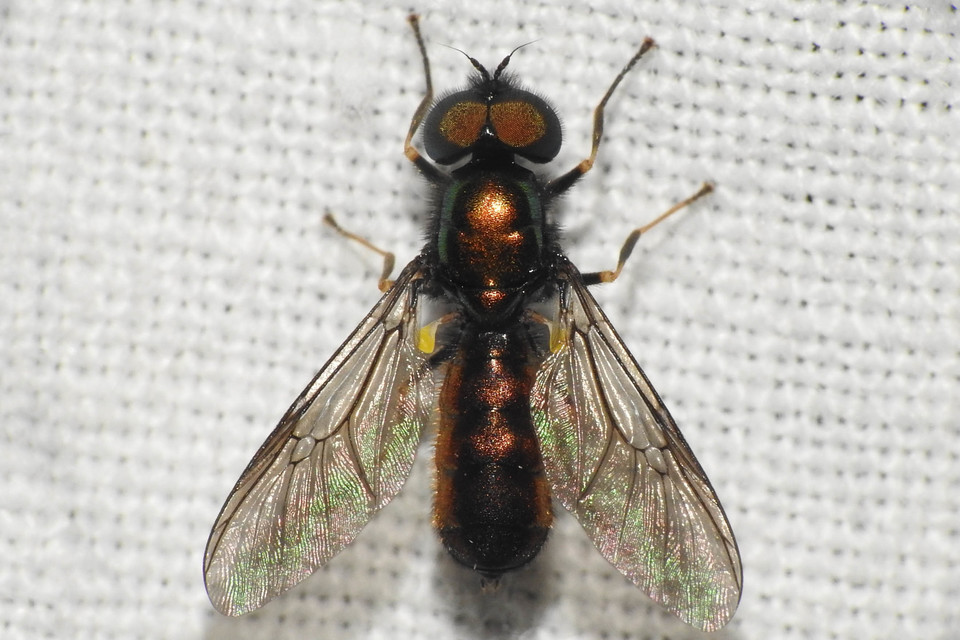 Chloromyia formosa - közönséges fémeslégy