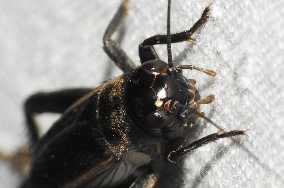 Eumodicogryllus bordigalensis - bordói tücsök