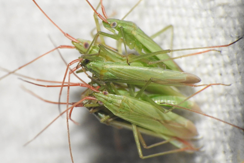 Trigonotylus