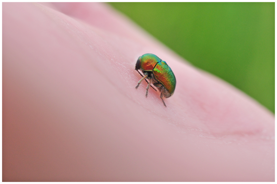 Cryptocephalus sericeus - nagy fészkesbogár