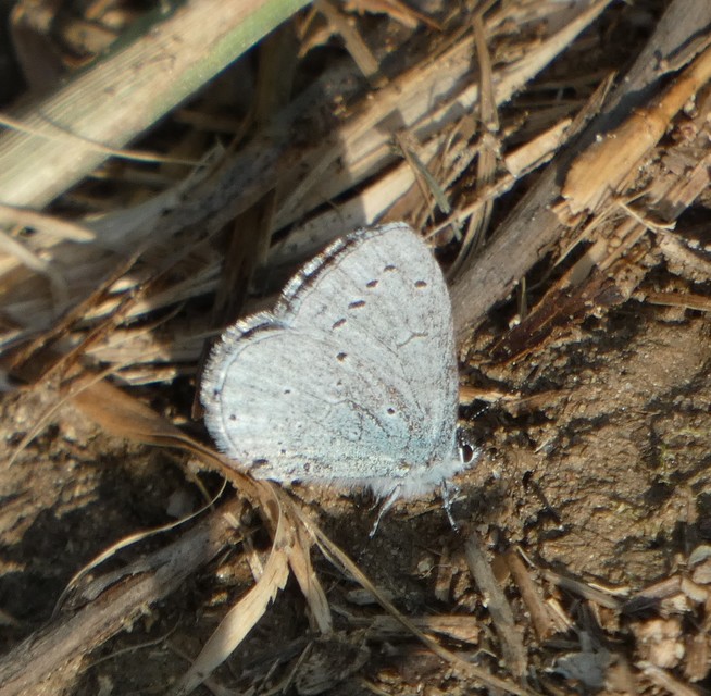 Celastrina argiolus - bengeboglárka