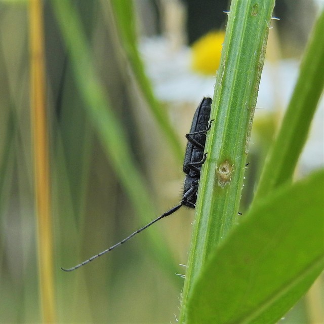 Agapanthia cardui - sávos bogáncscincér