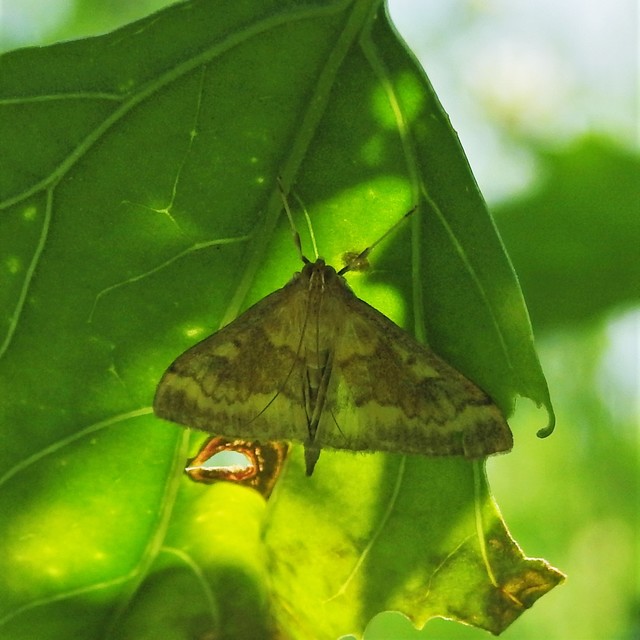 Ostrinia nubilalis - kukoricamoly