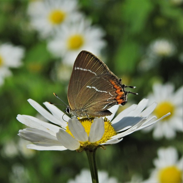 Satyrium w-album - szilfa-csücsköslepke