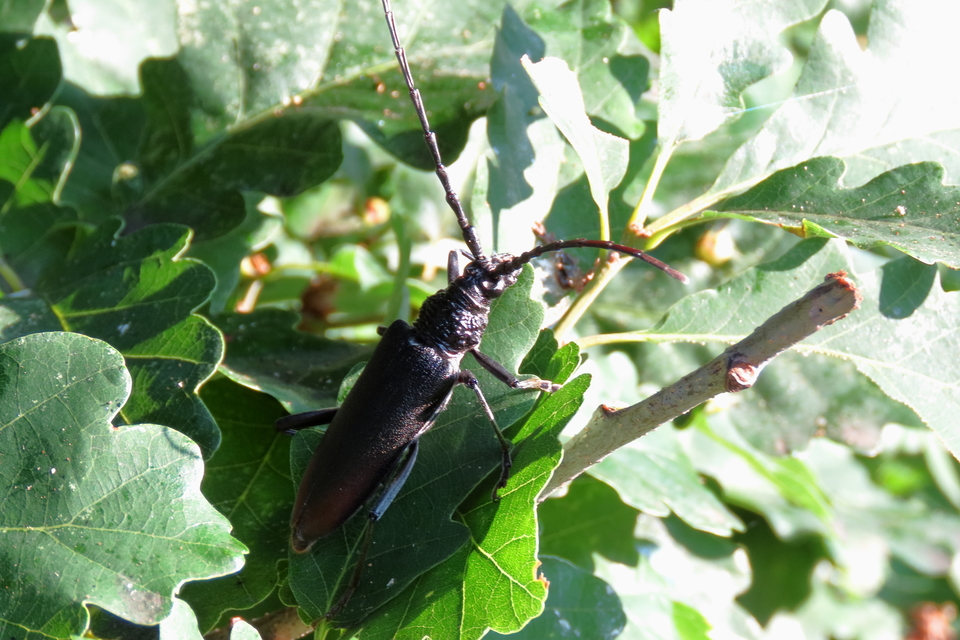 Cerambyx cerdo - nagy hőscincér
