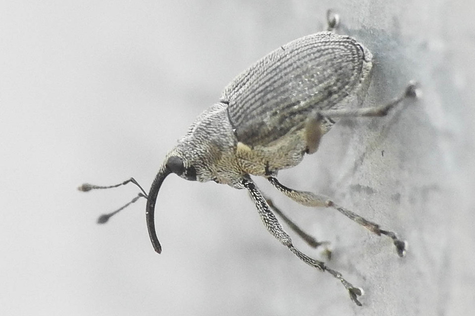 Ceutorhynchus obstrictus - repcebecő-ceutormányos