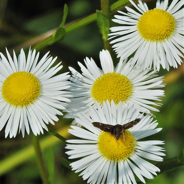 Heliothela wulfeniana - fényes kormosmoly
