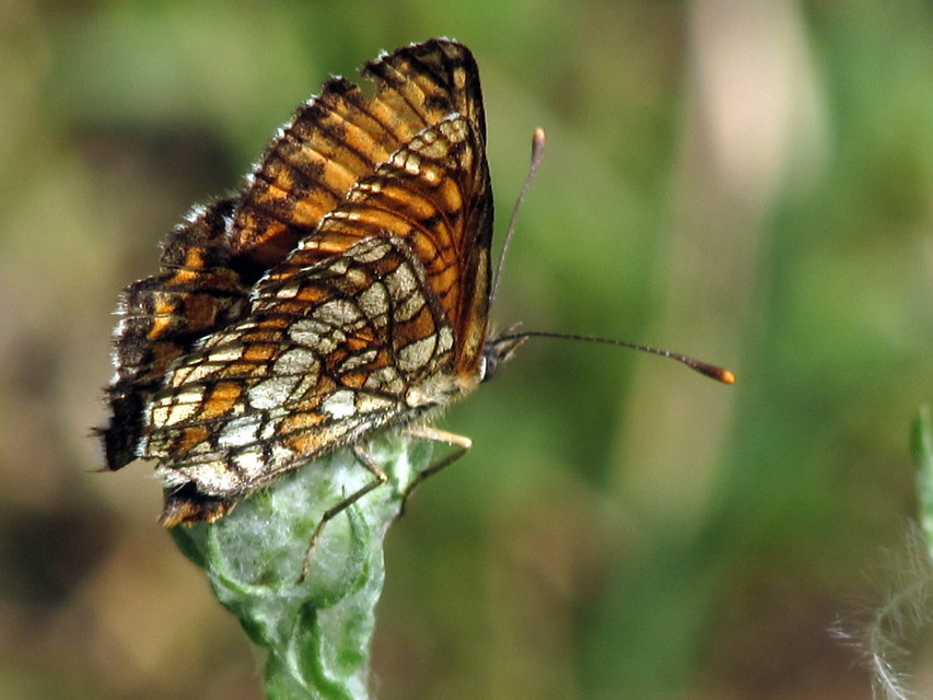 Melitaea athalia - közönséges tarkalepke