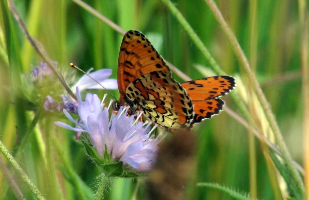 Melitaea didyma - tüzes tarkalepke