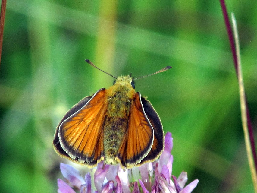 Thymelicus lineola - vonalas busalepke