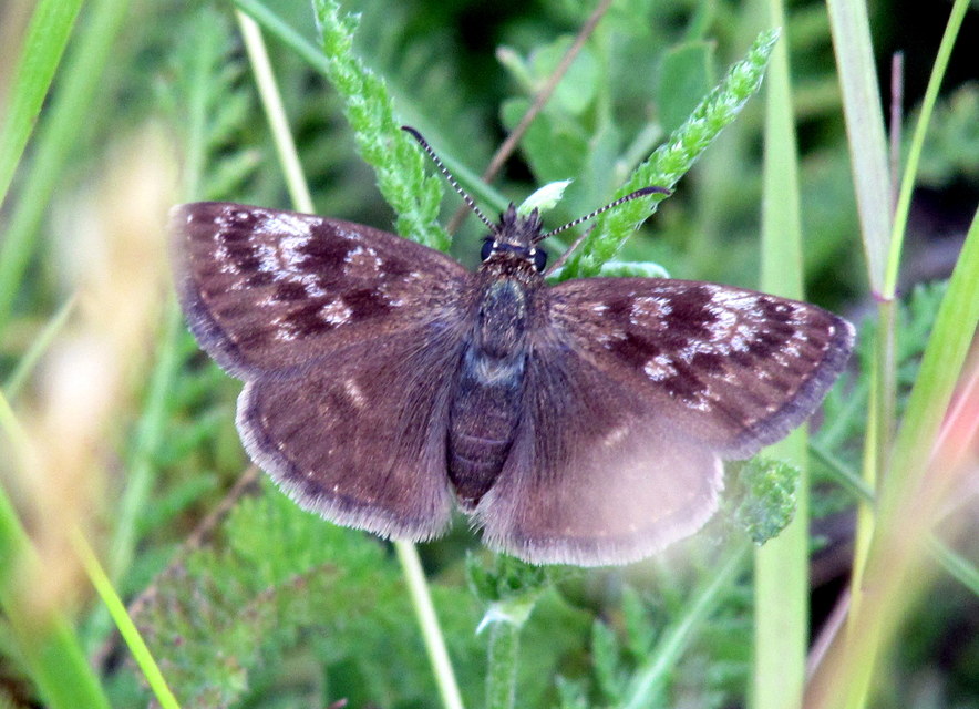 Erynnis tages - cigánylepke
