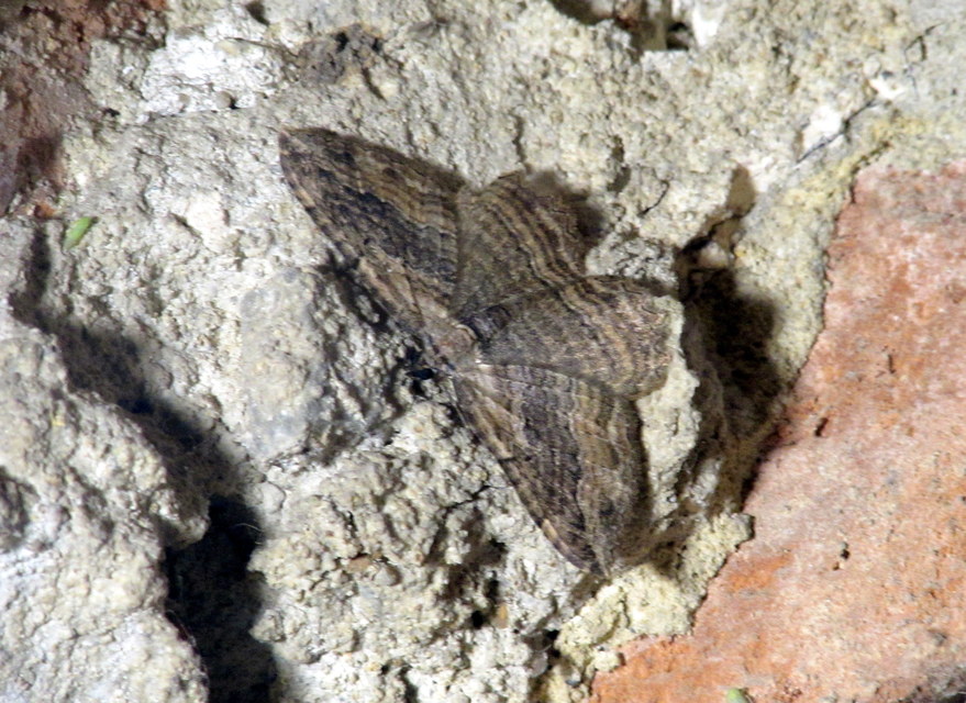 Philereme transversata - varjútövis-araszoló