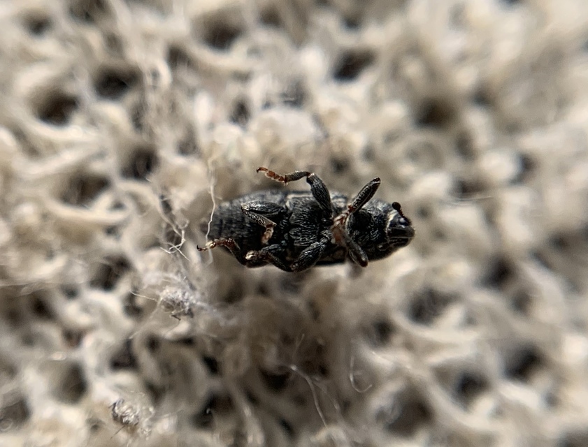 Mecinus pyraster - szélesnyakú útifűormányos