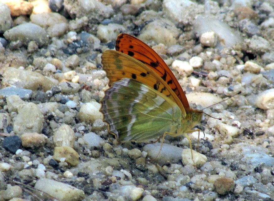 Argynnis paphia - nagy gyöngyházlepke