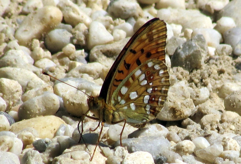 Argynnis adippe - ezüstös gyöngyházlepke