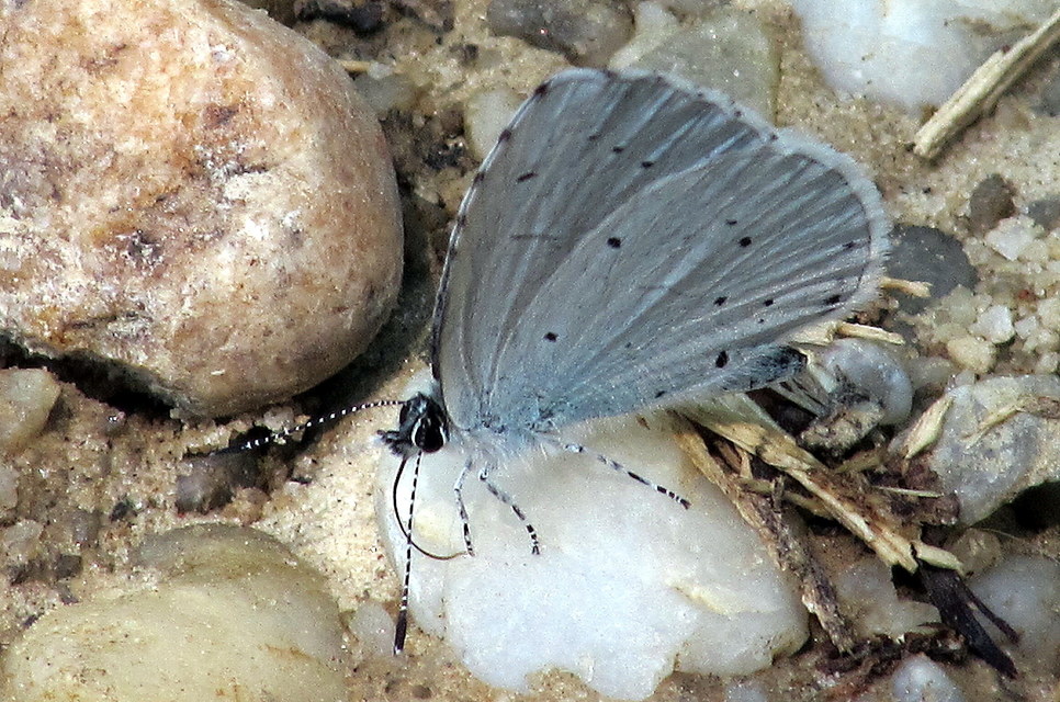 Celastrina argiolus - bengeboglárka
