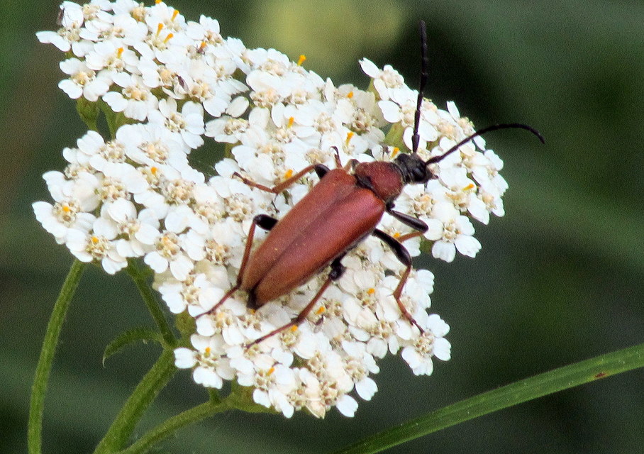 Stictoleptura rubra - vörös virágcincér