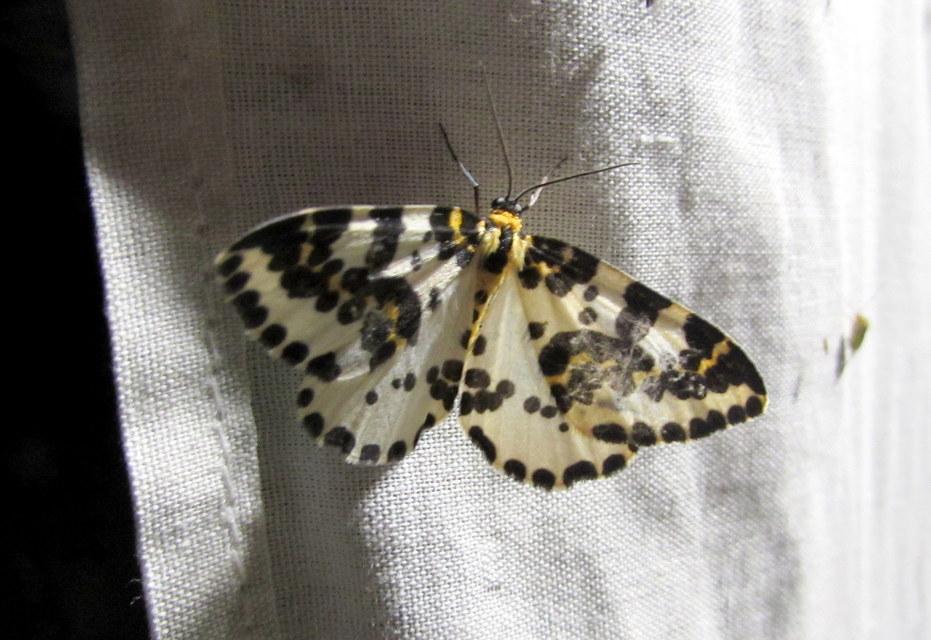 Abraxas grossulariata - köszméte-araszoló