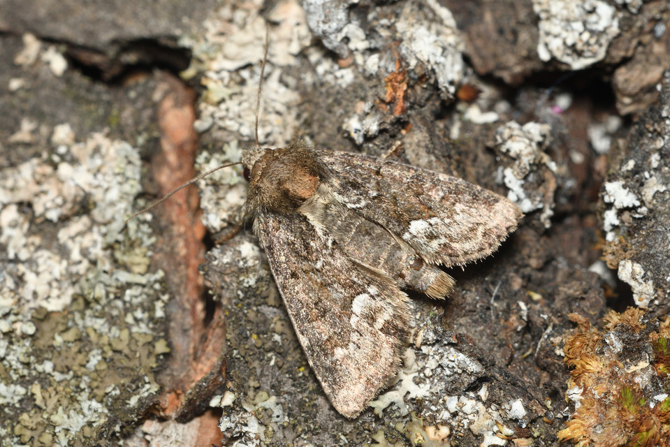 Oligia strigilis - kormos dudvabagoly