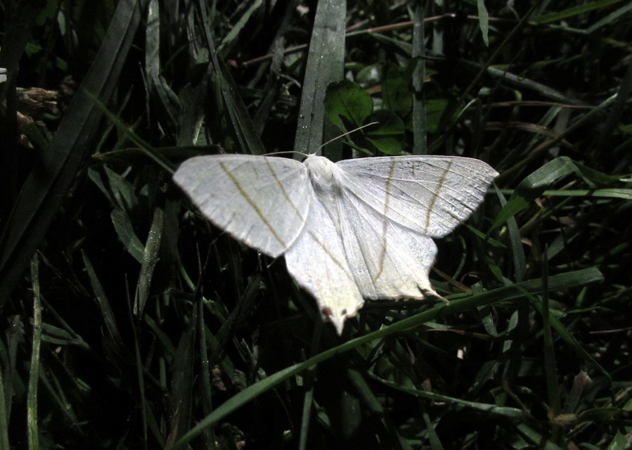 Ourapteryx sambucaria - fecskefarkú araszoló