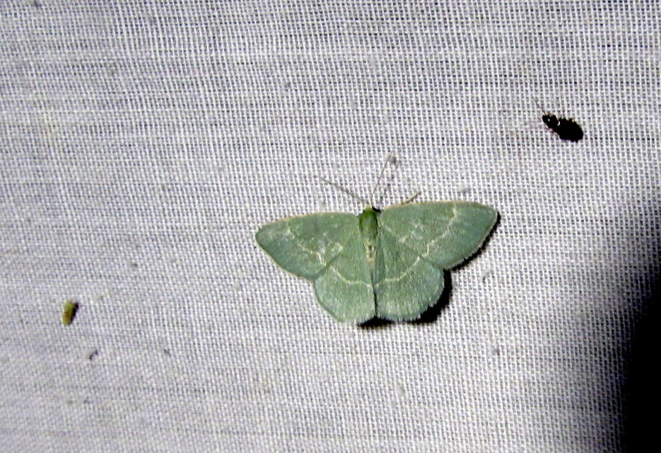 Chlorissa viridata/cloraria
