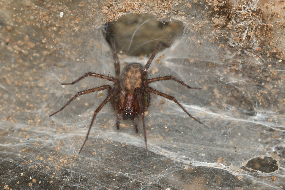 Tegenaria domestica - házi zugpók