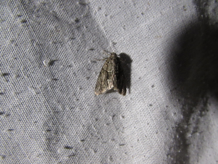 Cryphia fraudatricula - homoki zuzmóbagoly