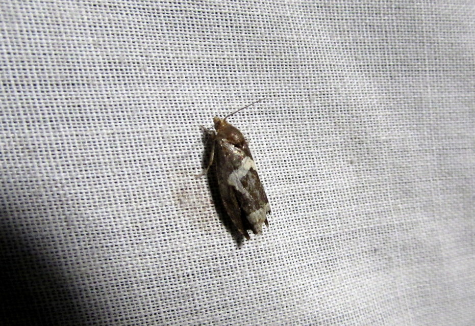 Epiblema foenella - kampósfoltú tükrösmoly