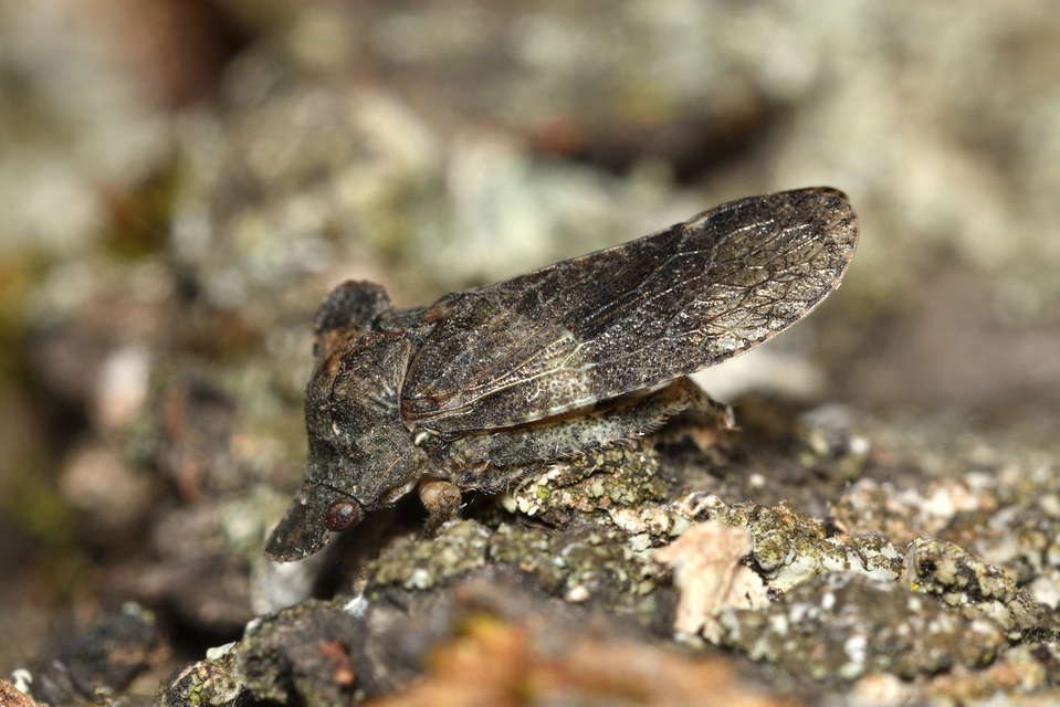 Ledra aurita - füleskabóca