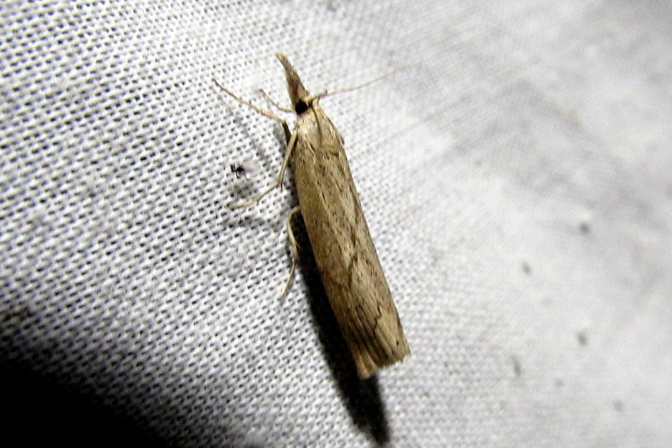 Pediasia contaminella - mocskos fűgyökérmoly